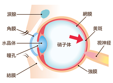 目の断面図