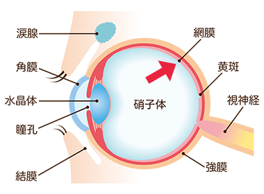 目の断面図