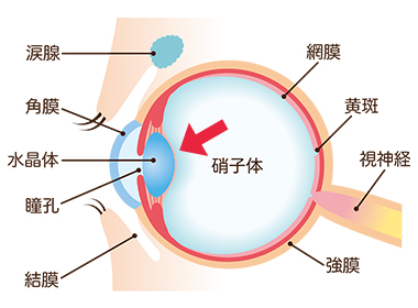 目の断面図