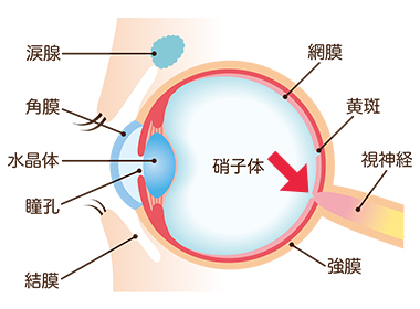 目の断面図